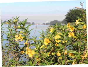 Monkeyflower blooming at south end of Aquatic Park