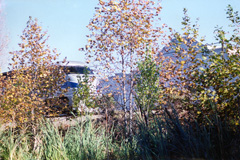 AmtrakSmall.jpg (35395 bytes)