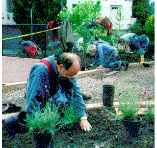 AdultPlanting.gif (62237 bytes)