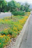 UnivAveGarden.jpg (8589 bytes)
