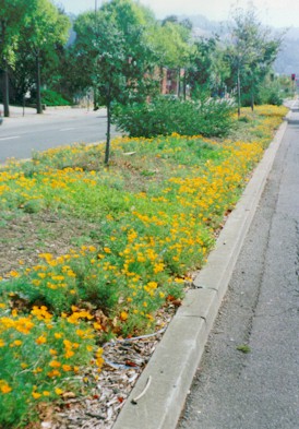 UnivAveGardenBig.jpg (49122 bytes)
