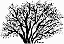 Tree.jpg (7404 bytes)