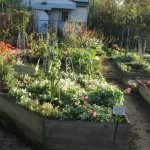 Peralta Garden