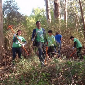 Berkeley Project volunteers removing fire-prone broom at Tilden Park
